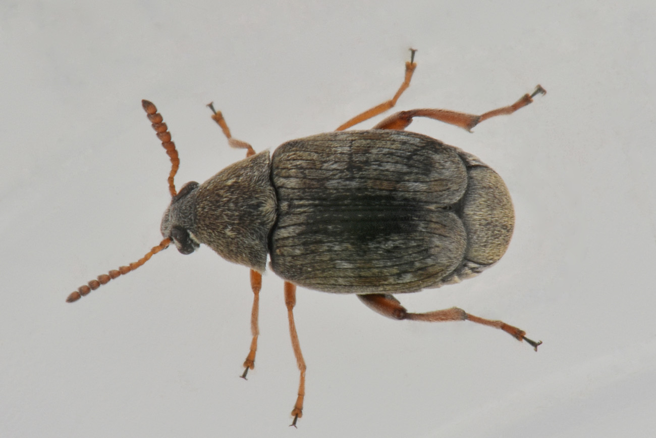 Chrysomelidae Bruchinae: Bruchus sp.? No, maschio di Bruchidius lividimanus